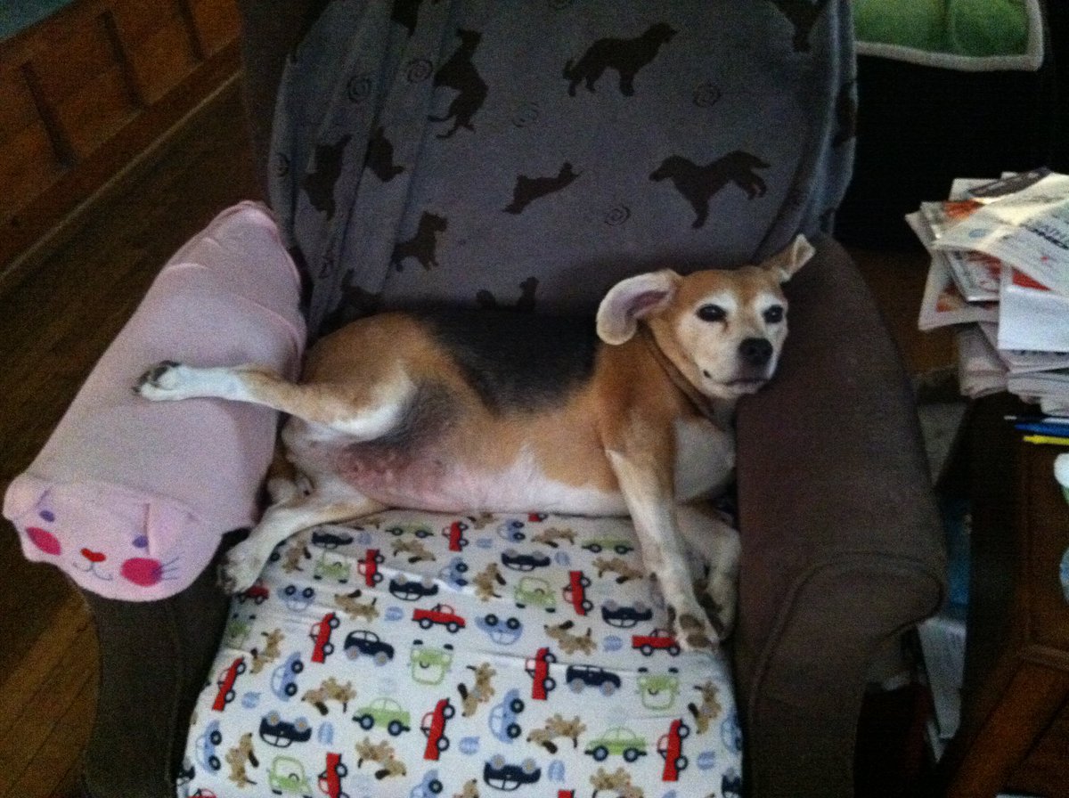 Remembering our sweet Tillie, who we had for over 15 years. #NationalBeagleDay