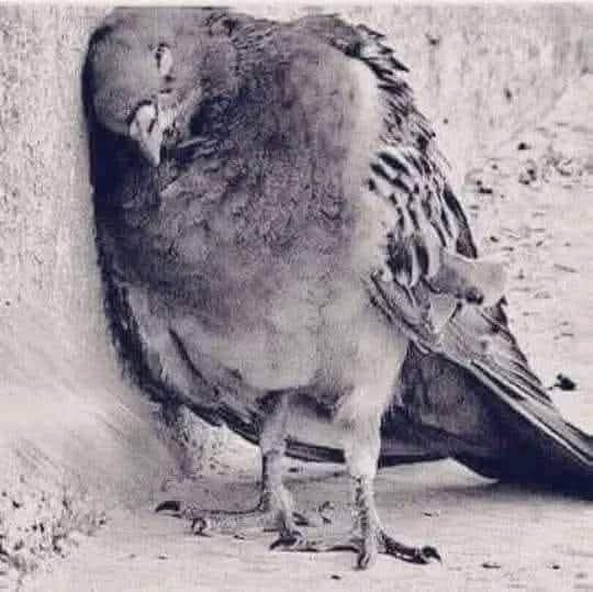 أتدرك صعوبة أن تذهب إلى أحدهم محلقاً ثم تعود مكسور الجناحين.🖤