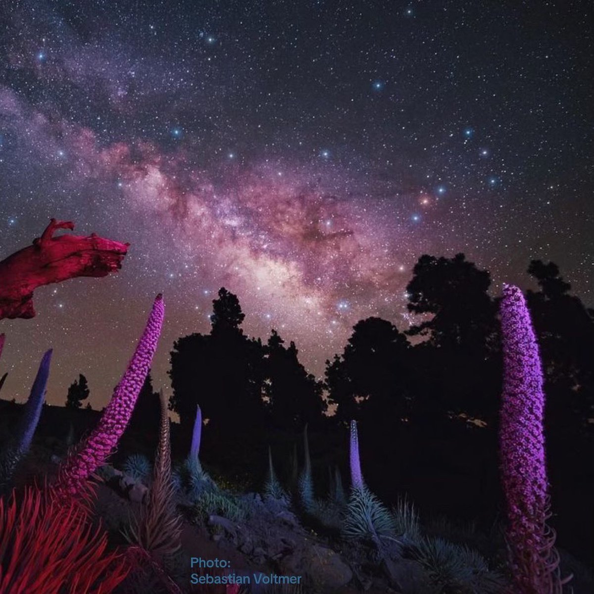 SeVoSpace's tweet image. Happy Earth Day!
Rising Spring Milky Way seen from La Palma. At 2000 meters altitude, near the top of La Palma (Canary Islands), you'll find this iconic flower. In Spanish it’s called “Tajinast” (Echium wildpretii).

Photo taken through my wide-angle lens (14-24 mm).

#earthday