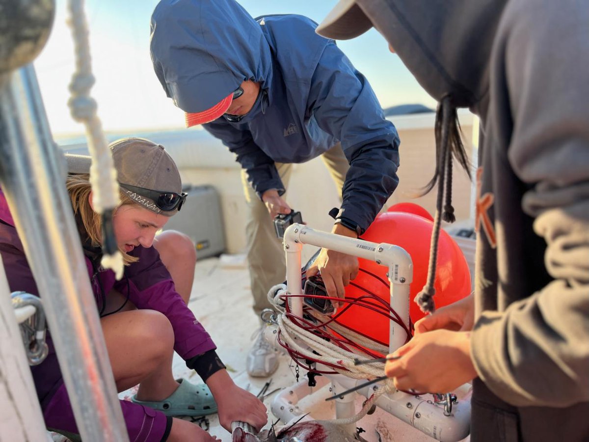 Sharks are curious about low bass sounds, like rock music, because it mimics distressed fish. That got shark researcher Dr. Craig O’Connell thinking: if some sounds attract sharks, could others repel them?

Read more 👉 padi.co/zxut1bpw

🖊 Brooke Morton
📸 Craig O'Connell