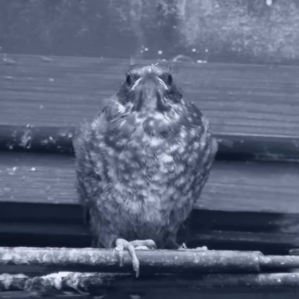 lissaevans's tweet image. Angry birb. #ProjectFear