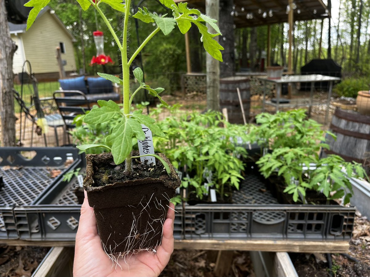 justbeeekind's tweet photo. Hardening off tomato plants, getting them ready for this Saturdays Forest farmers market. As always, all are planted in @CowPots 💚 https://t.co/6X4wKytWK5