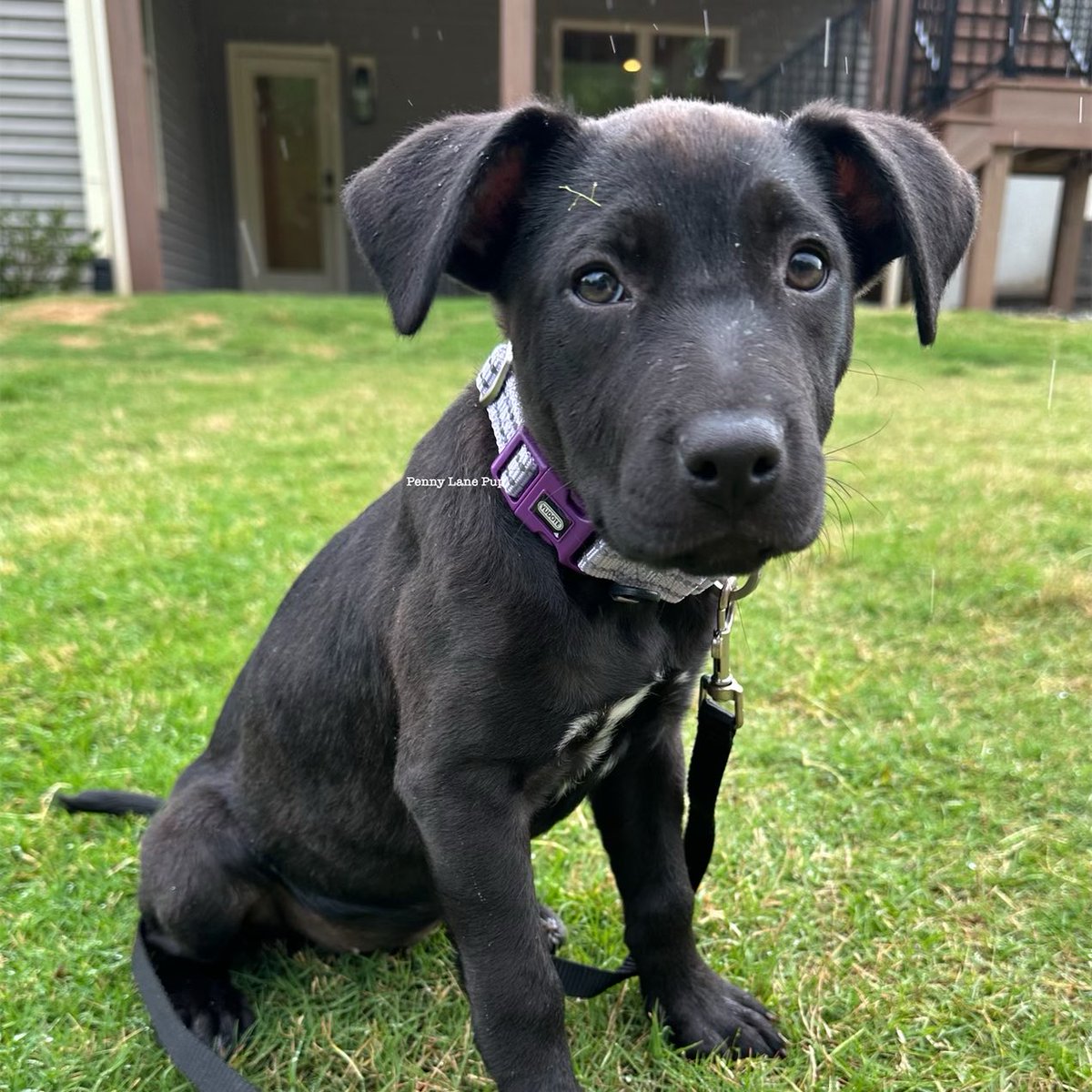 New collar… who dis?!?!? 😍💜

Sweet baby still has zero apps. Please consider reposting 💜
luckypuprescuesc.com
#sterling #fosterpup #AdoptDontShop