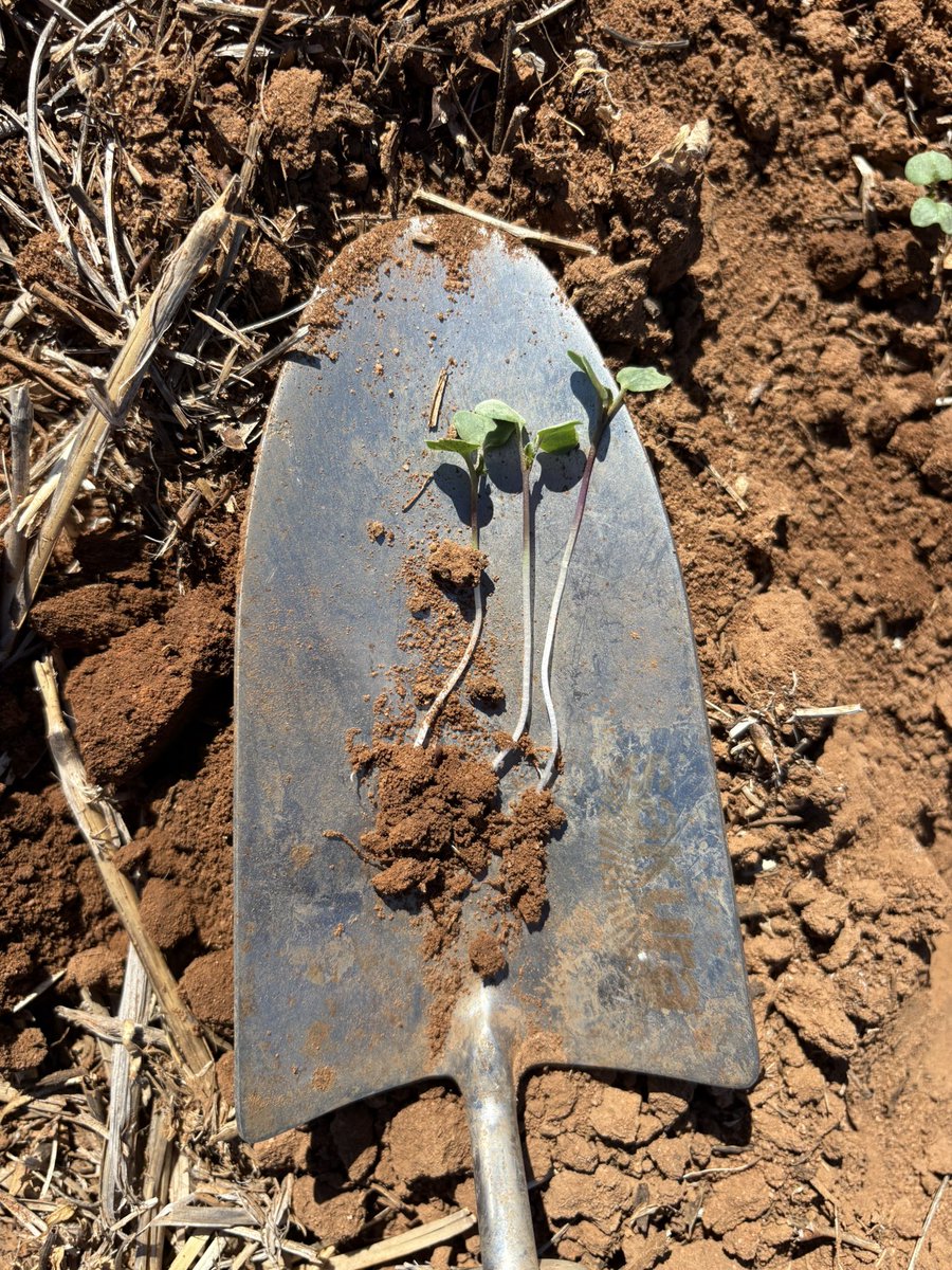 Matt Witney (@dmag_consultant) on Twitter photo A bit of XC Canola sown at depth starting its journey in 2025. Rain friday would be ๐ <a href="/CaptainCanola/">Justin Kudnig</a> <a href="/CropDoctor54/">Chris Davey</a> <a href="/agrobaz/">Barry Haskins</a> <a href="/SeanM_DMAg_SA/">Sean Matthewson</a> <a href="/MattElliott3232/">Matt Elliott</a> A bit of XC Canola sown at depth starting its journey in 2025. Rain friday would be ๐ <a href="/CaptainCanola/">Justin Kudnig</a> <a href="/CropDoctor54/">Chris Davey</a> <a href="/agrobaz/">Barry Haskins</a> <a href="/SeanM_DMAg_SA/">Sean Matthewson</a> <a href="/MattElliott3232/">Matt Elliott</a>
