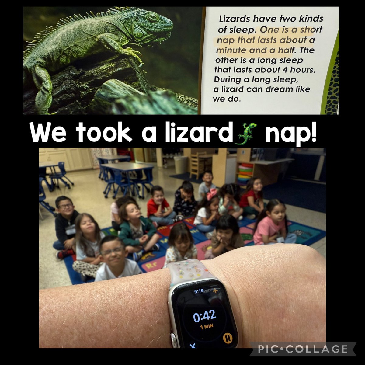 Today we started learning about reptiles! We thought it would be fun to take a 1 1/2 min lizard nap! @ZavalaMagnet <a href="/ECISD_EarlyEd/">ECISD_EarlyEd</a>