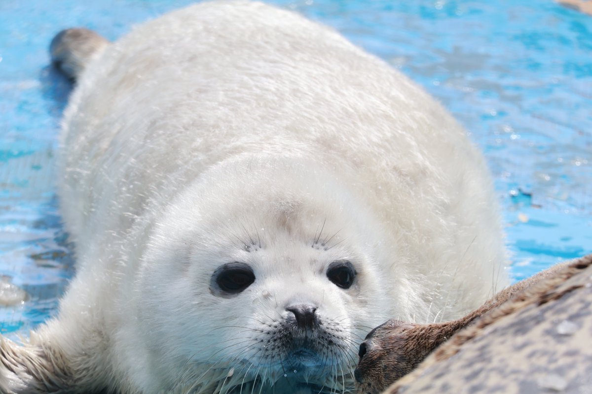 nas_oak's tweet photo. 2025.03.31 #ノシャップ寒流水族館
#ライ #アコ https://t.co/70twcCdyuk
