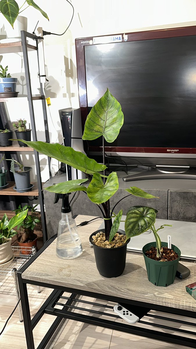 segitake's tweet image. アロカシアブラックステムたん。
一ヵ月で脅威の成長力
新葉が出るたび1.5倍くらいの大きさで出てきます。
こういうもんなのか、リキダスの葉水効果なのか。
楽しすぎるぜ