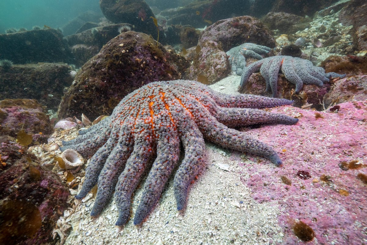 New research on endangered sunflower sea stars (Pycnopodia helianthoides) was just highlighted in
<a href="/Nature/">nature</a> . The study, led by Hakai Institute research scientist Alyssa Gehman, shows Pycnopodia finding refuge from sea star wasting disease in BC's fjords🔗 tinyurl.com/shzdtawj