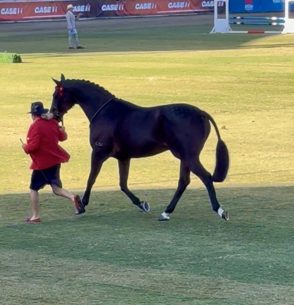 Waikuku (Ire)
Harbour Watch (Ire) x London Plane (Ire)
Winner of over $47 million

Not the judges choice but what a good boy he was. We love him!
#hkjc #jjsize #multigroup1winner