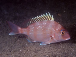 DeepSea_Daily's tweet photo. #Day332 Red Seabream #DeepSea https://t.co/D9t2g0ckDf