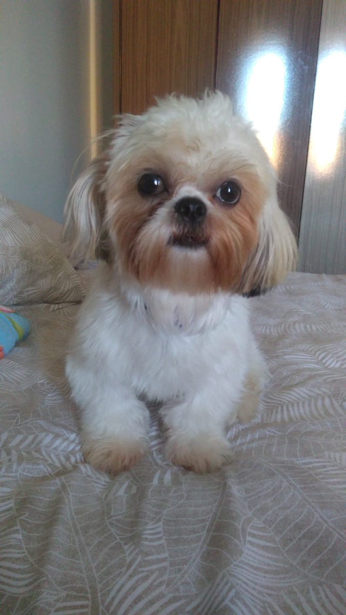 Alex_santos96's tweet photo. The city sleeps. 💤
But the $SHIHTZU CEO is already planning the next move. 📷✍️
@shihtzuvip Fair-Launch on PinkSale starts April 24 at 15:00 UTC! 📷
Official Link: https://t.co/At6LxJpQz9…
#shihtzu #ceomode #memecoinboss #bscgem #web3grind #cryptoelite
Mostrar mais https://t.co/zLkTxgqvLH