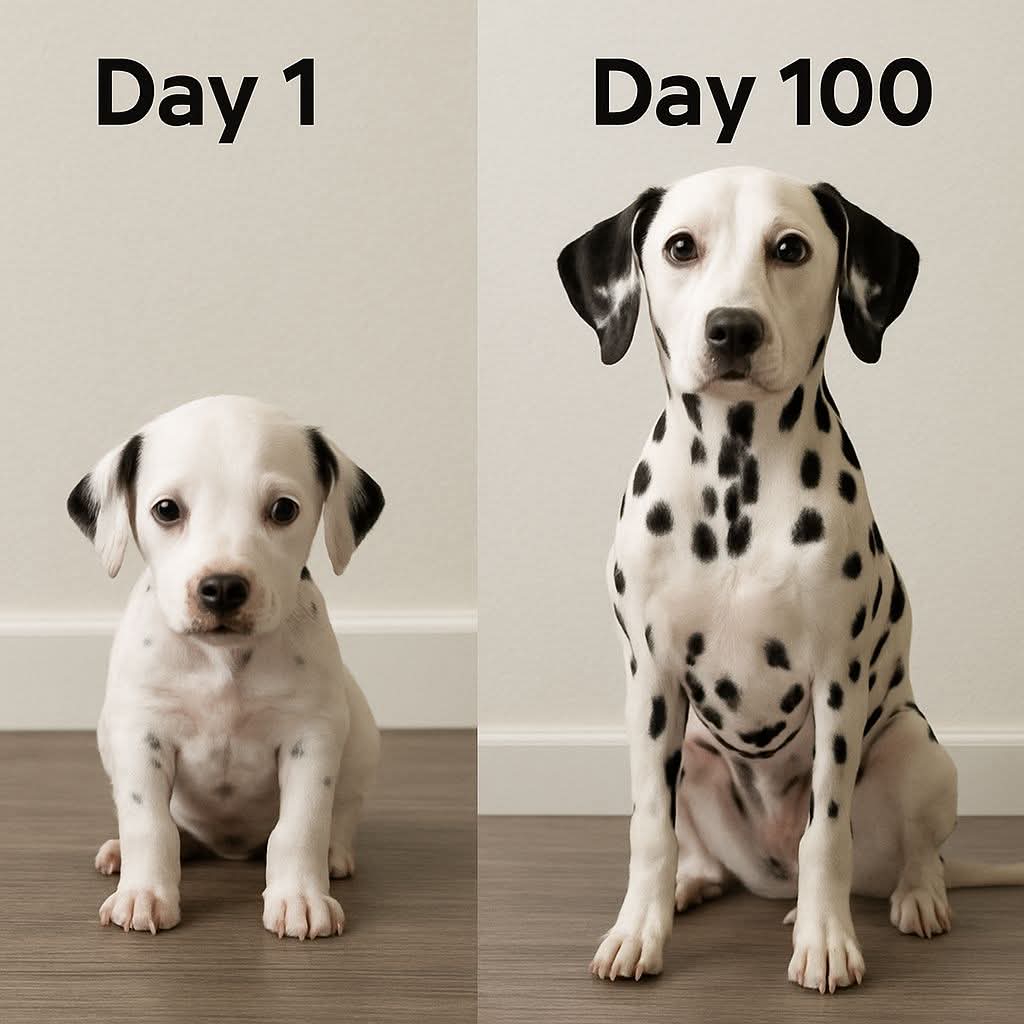 ✅️✅️Day 1 vs Day 100
Your $DALMA bag might look small today…
But just like this pup, with time, patience, and a bit of faith — growth is inevitable.

Trust the process.
Spots don’t show up overnight, but when they do… you’ll be glad you held on.

Big things are coming.
Stay