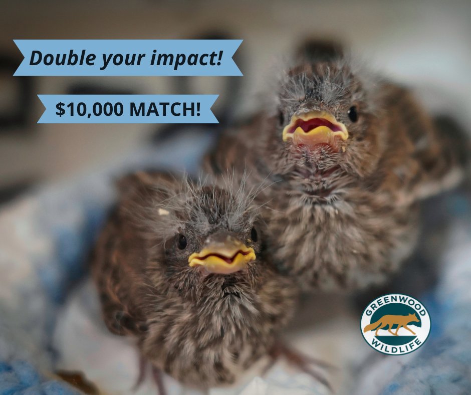 Greenwood_CO's tweet image. Start your day off by helping orphaned Colorado wildlife! Give today to our annual online Spring Fundraiser! Thanks to a generous board member, every gift is matched up to $10,000! donorbox.org/greenwood-spri…

#GreenwoodWildlife #SpringFundraiser #DoubleYourImpact #MatchingGift