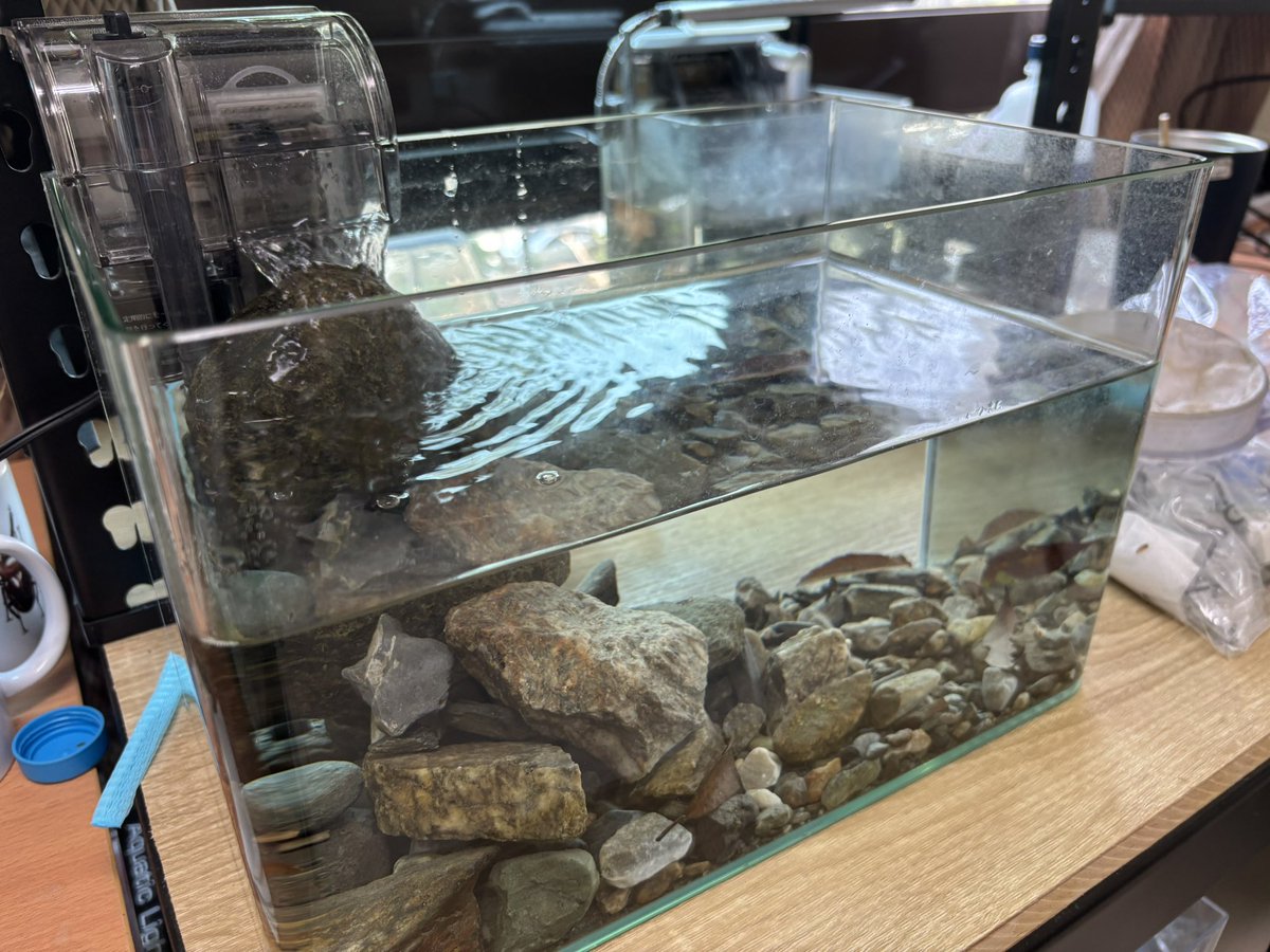 td965771's tweet photo. 製作了類似溪流的水缸，目前石蠅、蜉蝣成功養出成蟲。 https://t.co/RBtsyVPqBz