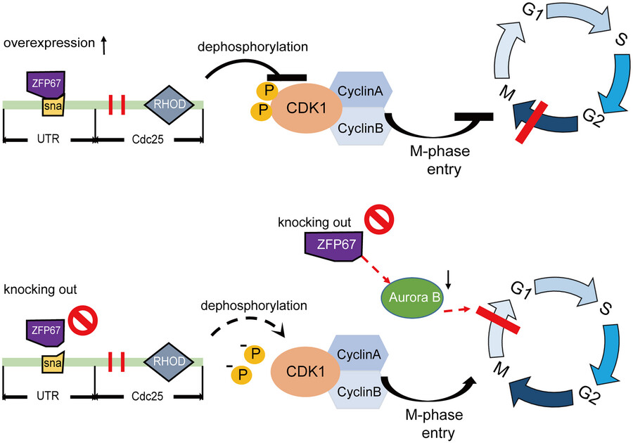 🌱BmZFP67 maintains cell cycle homeostasis in #silkworms.
✅Overexpression inhibits BmCdc25, causing G2/M phase arrest.
❌ Knockout results in abnormal cytoplasmic division.
rebrand.ly/02dd4a
<a href="/WileyEcolEvol/">Wiley Ecology & Evolution</a>