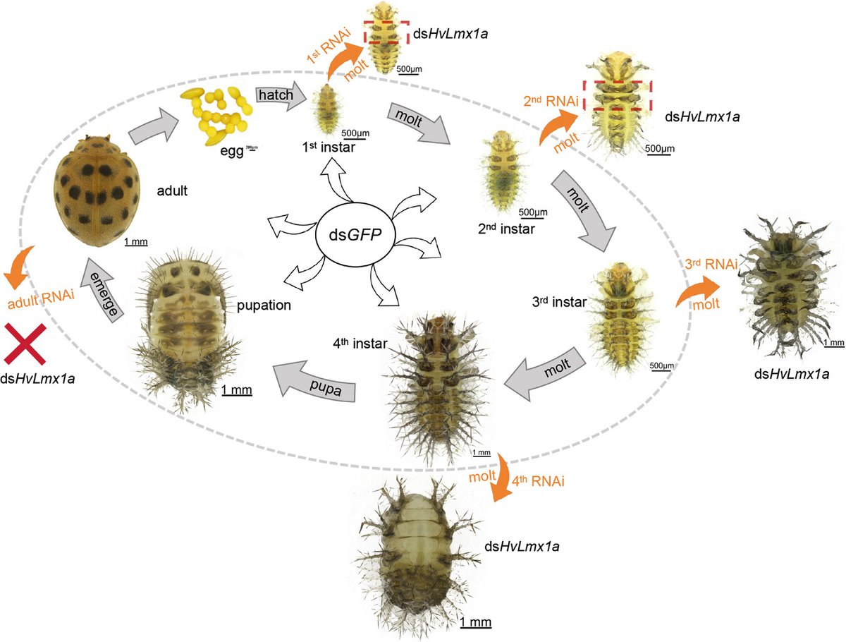 Silencing of LIM homeodomain #transcription factor 1 alpha (Lmx1a) gene caused larval #molting failure and adult #reproductive deficiency in Henosepilachna vigintioctopunctata
rebrand.ly/ws5b8fo