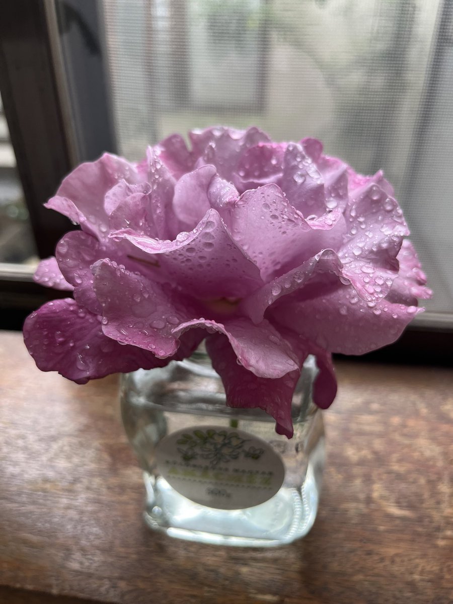去年の秋に衝動買いした、シャルル・ド・ゴール

１つだけ花を咲かし、その花の大きさや香りに惚れ惚れとしていたのだけれど、雨で折れてしまった

でも、これで主人も愛でる事ができる
雨粒が重くて折れたのだけど、その水滴でさえ美しい