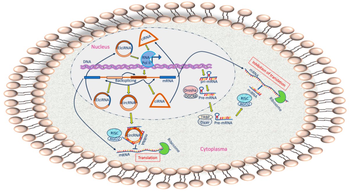 Non_Coding_RNA's tweet photo. 🌟Presenting Our Review Paper🌟

"Interplay of #microRNAs and #circRNAs in Epithelial Ovarian #Cancer" from Heidi Schwarzenbach.
#ncrna #ceRNAs @MDPIOpenAccess 

Full text: https://t.co/eZeSHBf5fU https://t.co/hUFUgjat3B