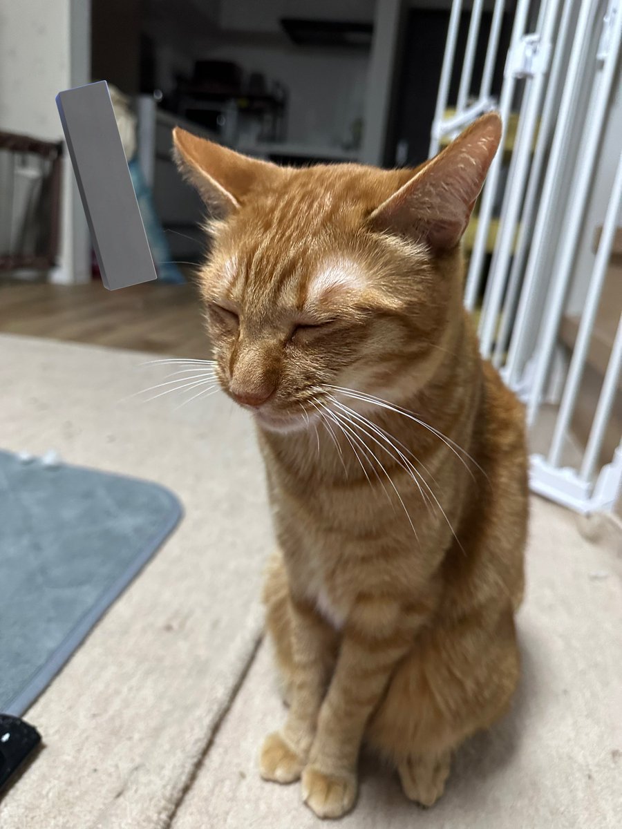 haremochi47's tweet photo. @omochi_nam01 我が家の2茶トラ！眠いと顔に出るボーイと全盲わんぱくボーイです！ https://t.co/0MZvV35bx3