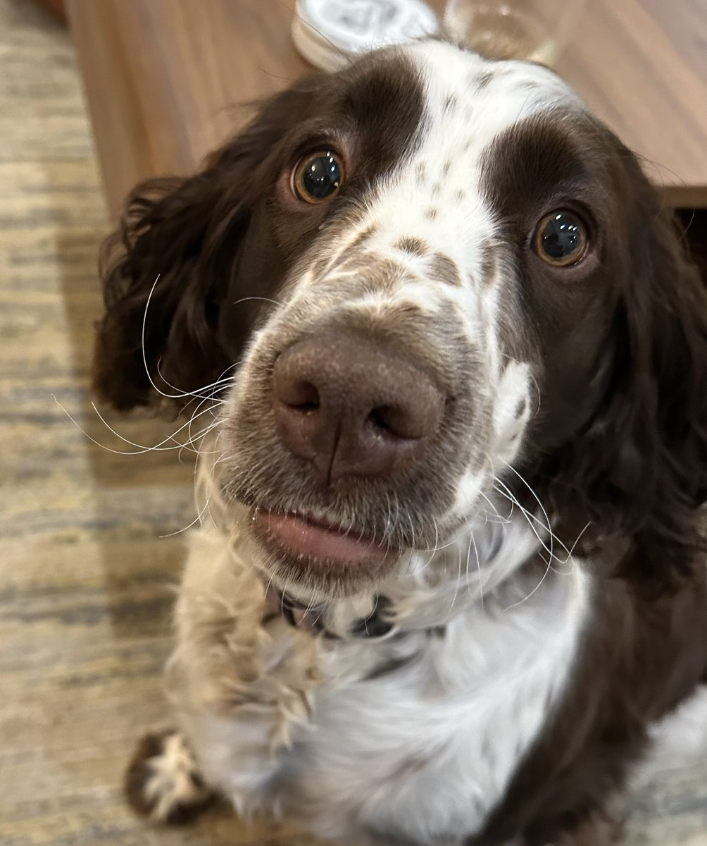 Susan Palasis (@susanpalasis) on Twitter photo Great #neurorad journal club tonight at <a href="/JenniferLBecke2/">Dr Jennifer L Becker</a> home! And Willow was an enthusiastic participant! <a href="/emoryrad_save/">EmoryRadiology</a> <a href="/ChildrensATLRad/">Radiology Children's Healthcare of Atlanta</a> <a href="/BrentWeinberg/">Brent Weinberg, MD, PhD</a> Great #neurorad journal club tonight at <a href="/JenniferLBecke2/">Dr Jennifer L Becker</a> home! And Willow was an enthusiastic participant! <a href="/emoryrad_save/">EmoryRadiology</a> <a href="/ChildrensATLRad/">Radiology Children's Healthcare of Atlanta</a> <a href="/BrentWeinberg/">Brent Weinberg, MD, PhD</a>