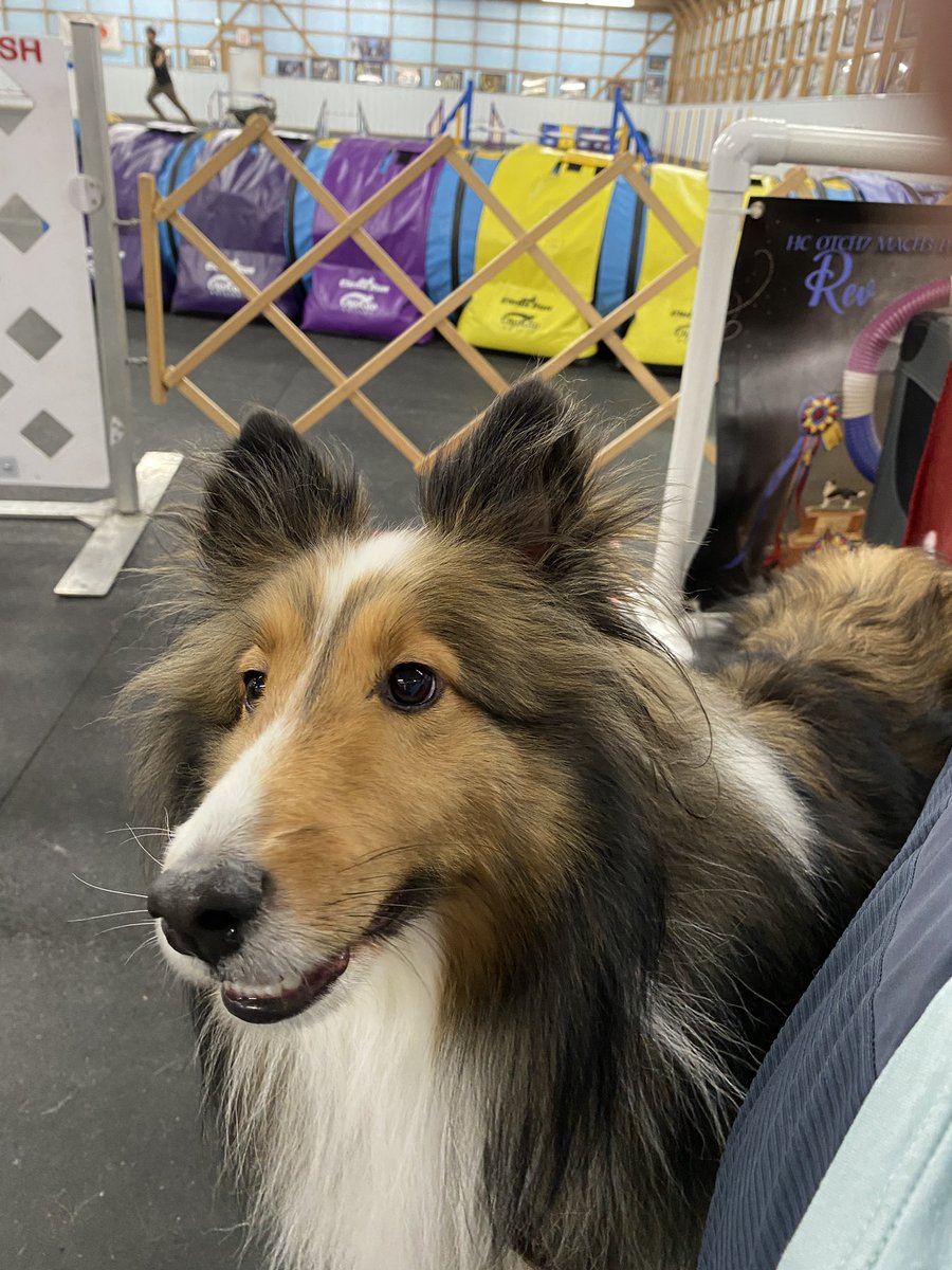 SammySheltie's tweet photo. I really LOVE agility class night! I get to see my dog friends, spend special time with my mom and play my favorite game, not to mention all the cookies I get. It’s a win, win, win 😊😊
#RunFastRunClean https://t.co/Rwyqld4Swa