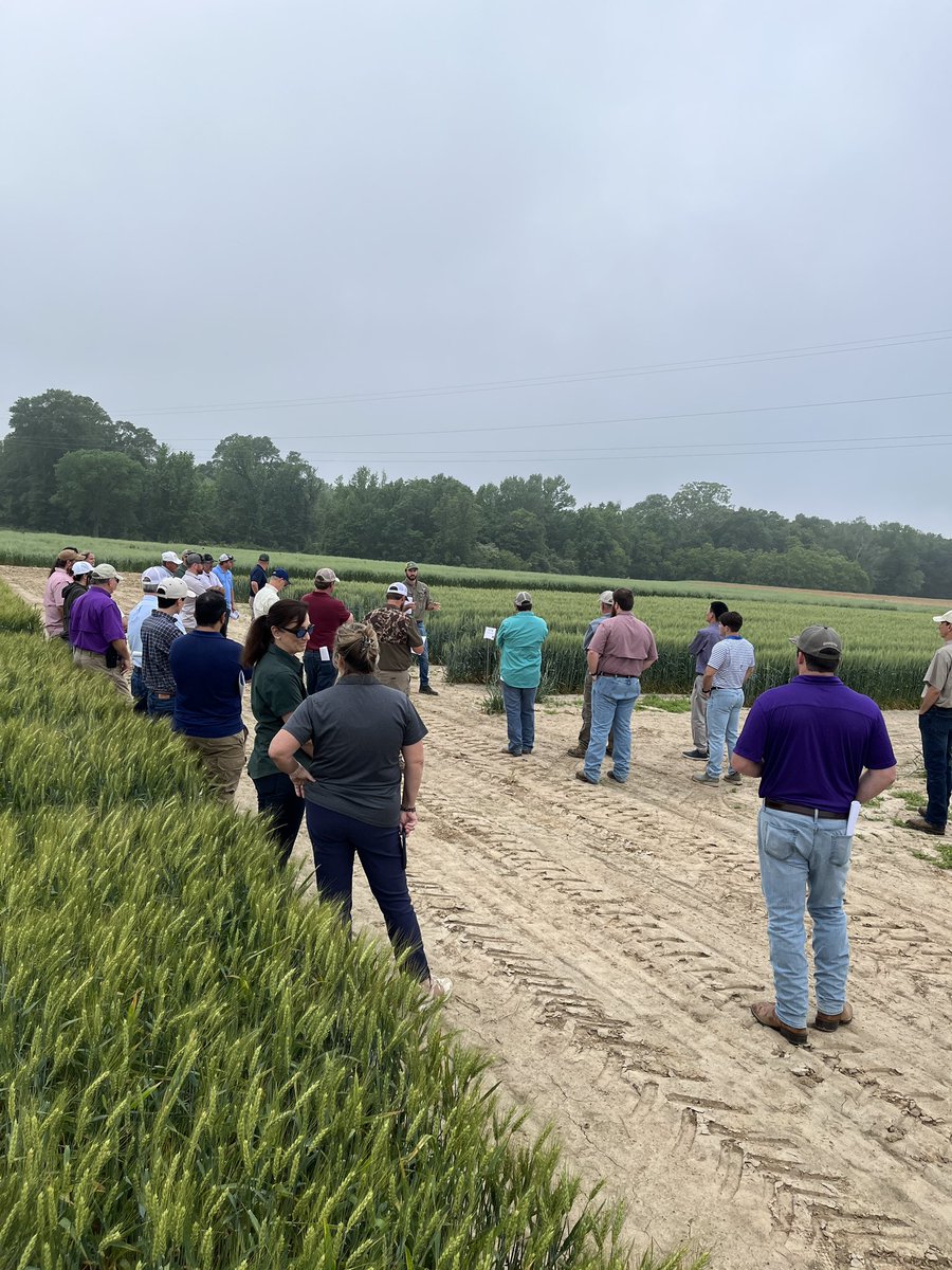 Today, Dr. <a href="/CongliangZhou/">Congliang Zhou</a> and I attended the #Wheat and #Oat Field Day in Chase and Winnsboro, LA. Great event organized by Dr. <a href="/NoahDDeWitt/">Noah DeWitt</a>! #LSU #LSUAgCenter #Extension