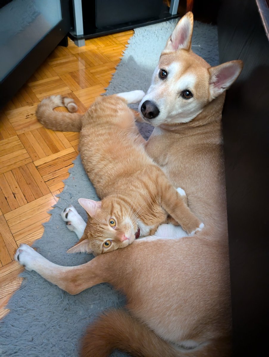 Twochethethird's tweet photo. My Yutes 🥲♥️

#FurBabies #Shiba #ShibaInu #Yoshi #OrangeCat #Ginger #Cat #Zuko #Sons #Kids https://t.co/pVUlMNoPET