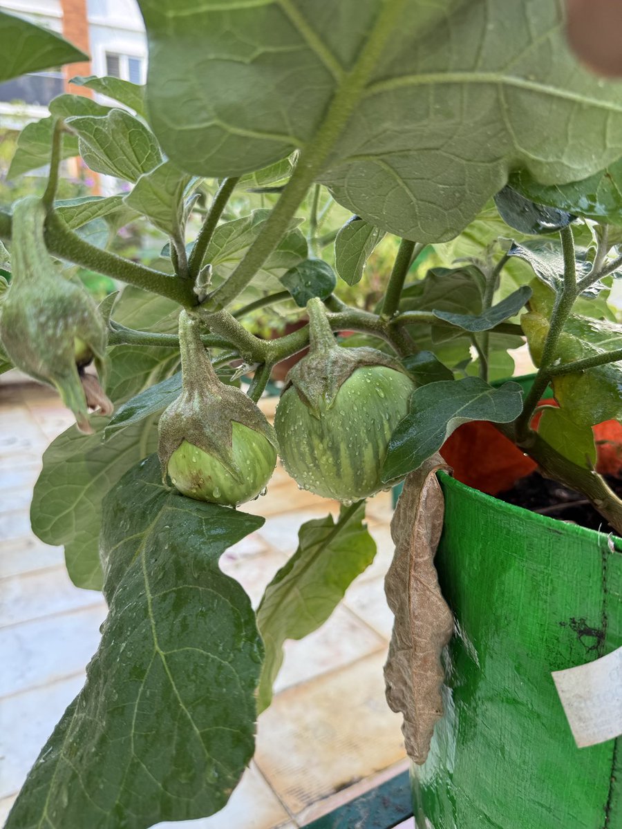 dtbhat's tweet photo. Good morning - A few clicks from our baingen plants. #TerraceGarden #Gulla https://t.co/hmW3k2VaKT