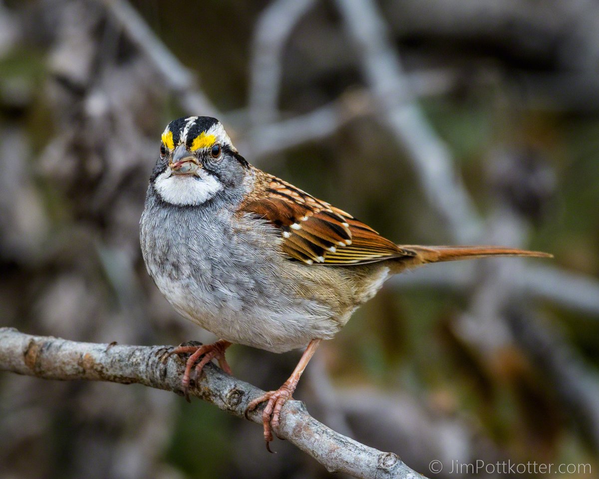 HappyPixr's tweet image. Male White-throated Sparrows are easy to identify with those distinctive white stripes on their heads and yellow lores. Look for these ground feeders in forests and brushy areas during the winter and migration in the US, but they breed primarily in Canada. #birds #nature