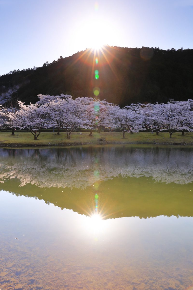 84_Tabi_log's tweet photo. おはようございます😄

奈良旅で訪れた桜並木。
ど逆光で撮ってみました😆

#写真旅  #旅の記録
#旅ログ  #旅の軌跡
#旅の写真  #旅行 https://t.co/CxlFNhm3Xk