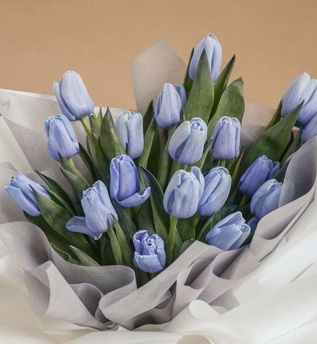 blue tulips