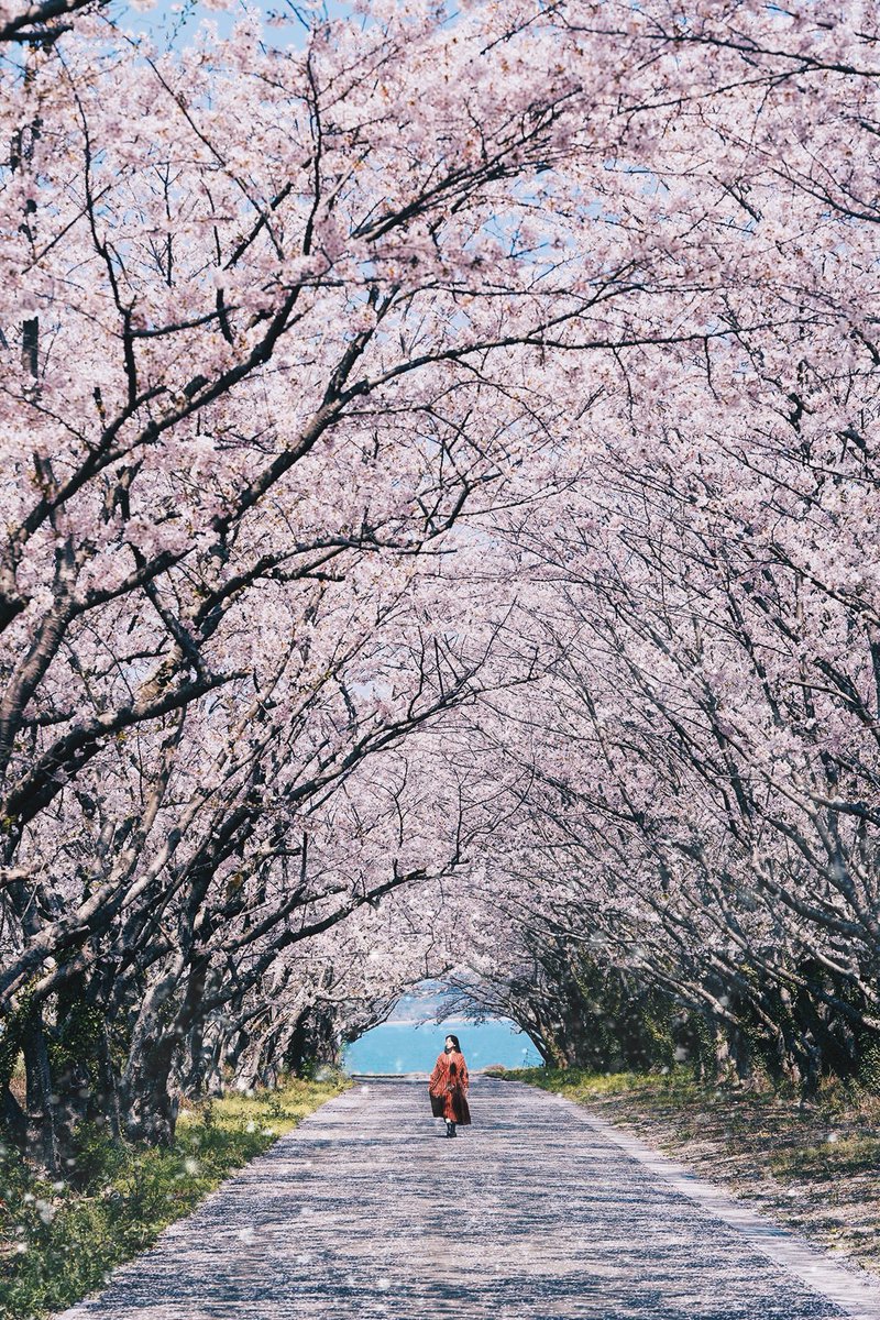 海へとつづく
桜のトンネル

_
