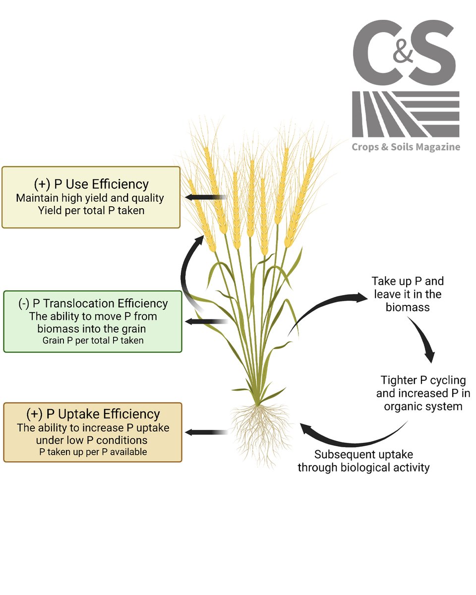 ASA_CSSA_SSSA's tweet photo. ♨️ Hot topic: Crop selection and phosphorus cycling. Test your knowledge and earn 1 CEU: https://t.co/Ad5shY2BkN #CropSelection #NutrientManagement #PhosphorusCycling https://t.co/UcVfLHoEyA