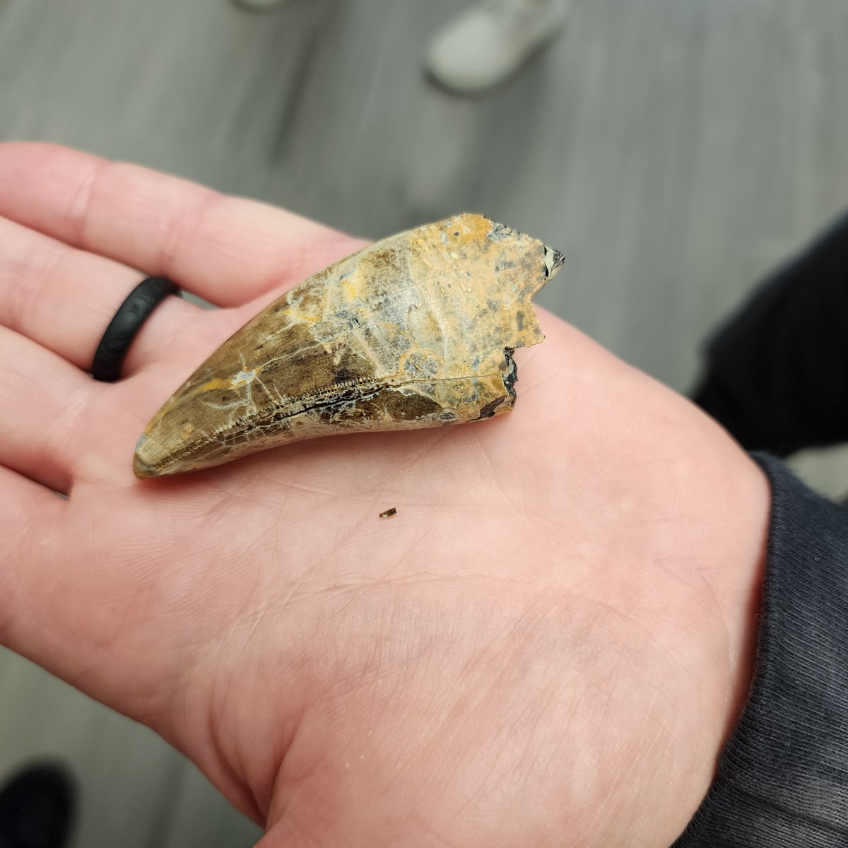 The SMALLEST rex tooth I've ever seen! Just a lil lad..