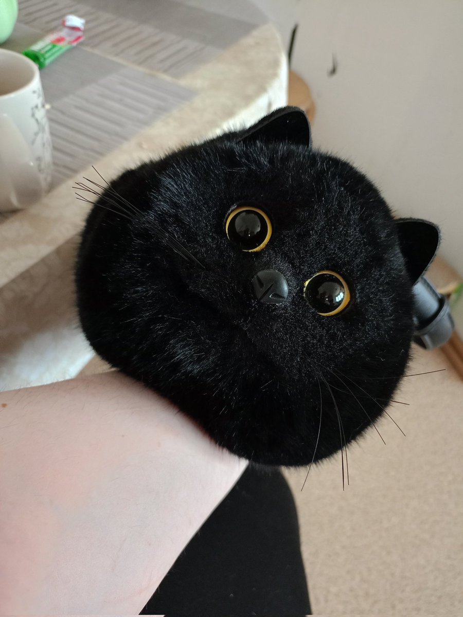 смотрите каких котов видала