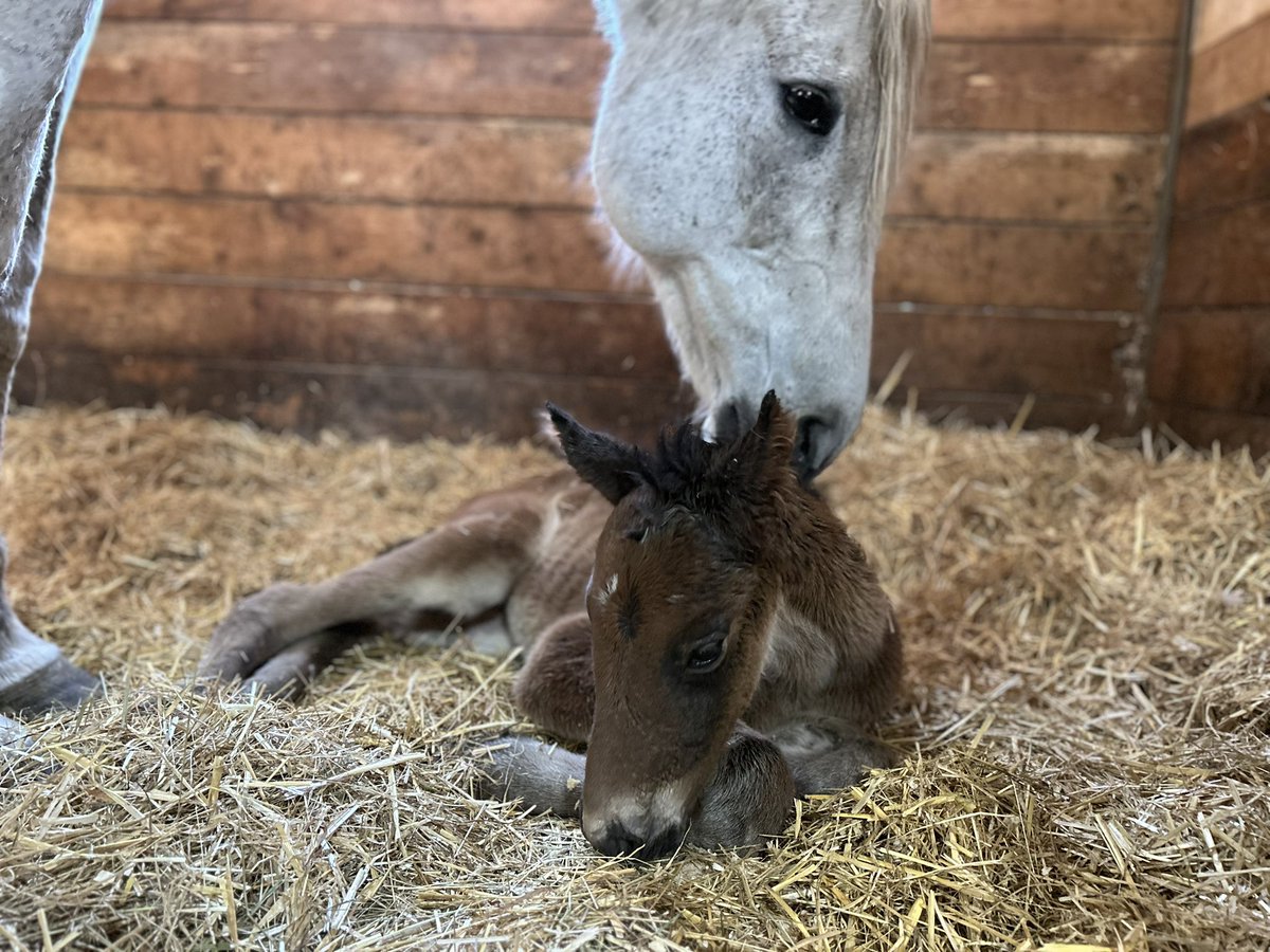 HumberRacing's tweet photo. Foaling season is in full swing! 🐎 Four healthy foals on the ground: 2 fillies, 2 colts. Three sired by Danish Dynaformer, one by Gufo. One more mare to foal out, will the colts or fillies win? 

#HumberRacing #OntarioRacing https://t.co/uuImCIWlyj
