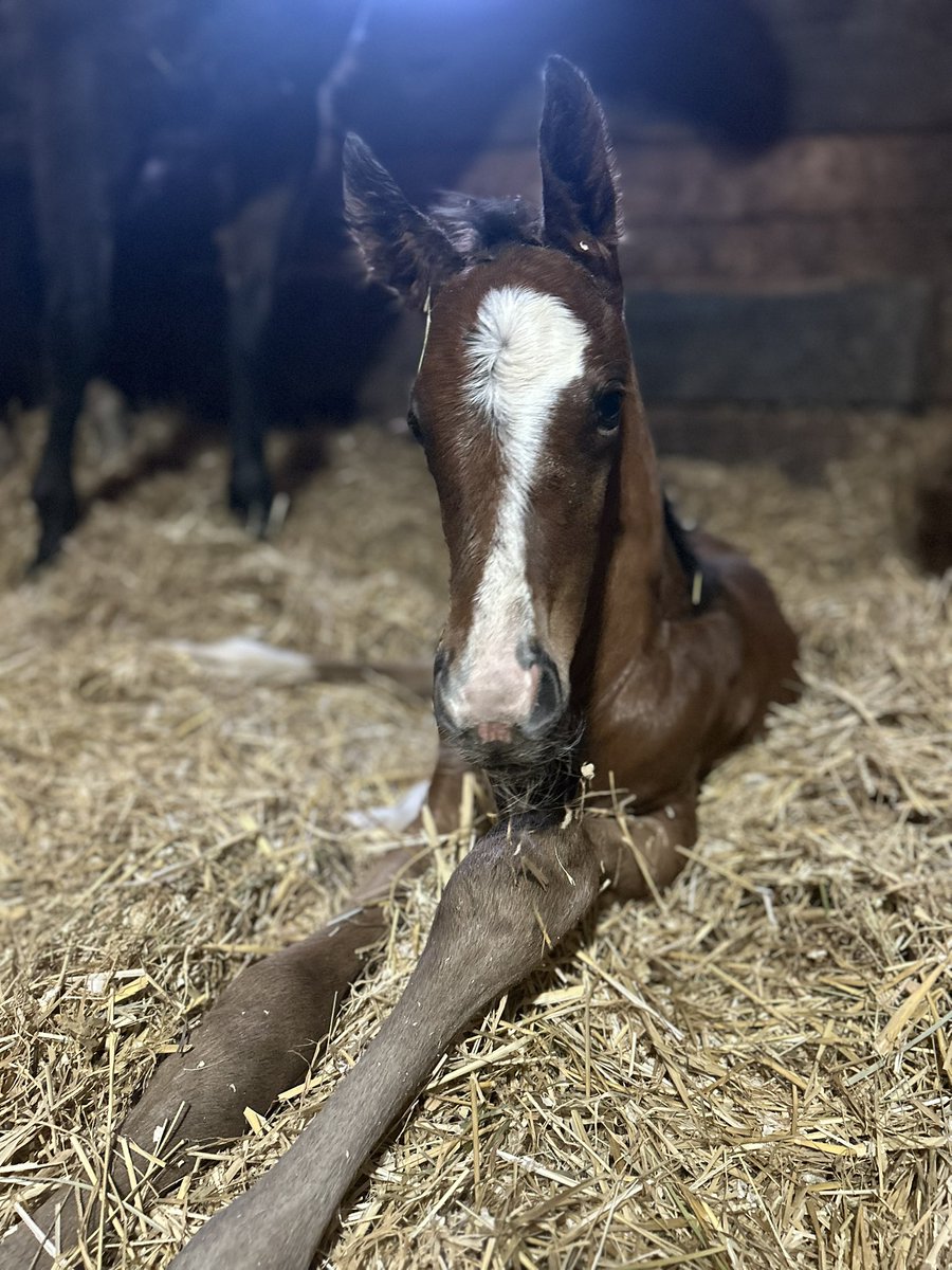HumberRacing's tweet photo. Foaling season is in full swing! 🐎 Four healthy foals on the ground: 2 fillies, 2 colts. Three sired by Danish Dynaformer, one by Gufo. One more mare to foal out, will the colts or fillies win? 

#HumberRacing #OntarioRacing https://t.co/uuImCIWlyj