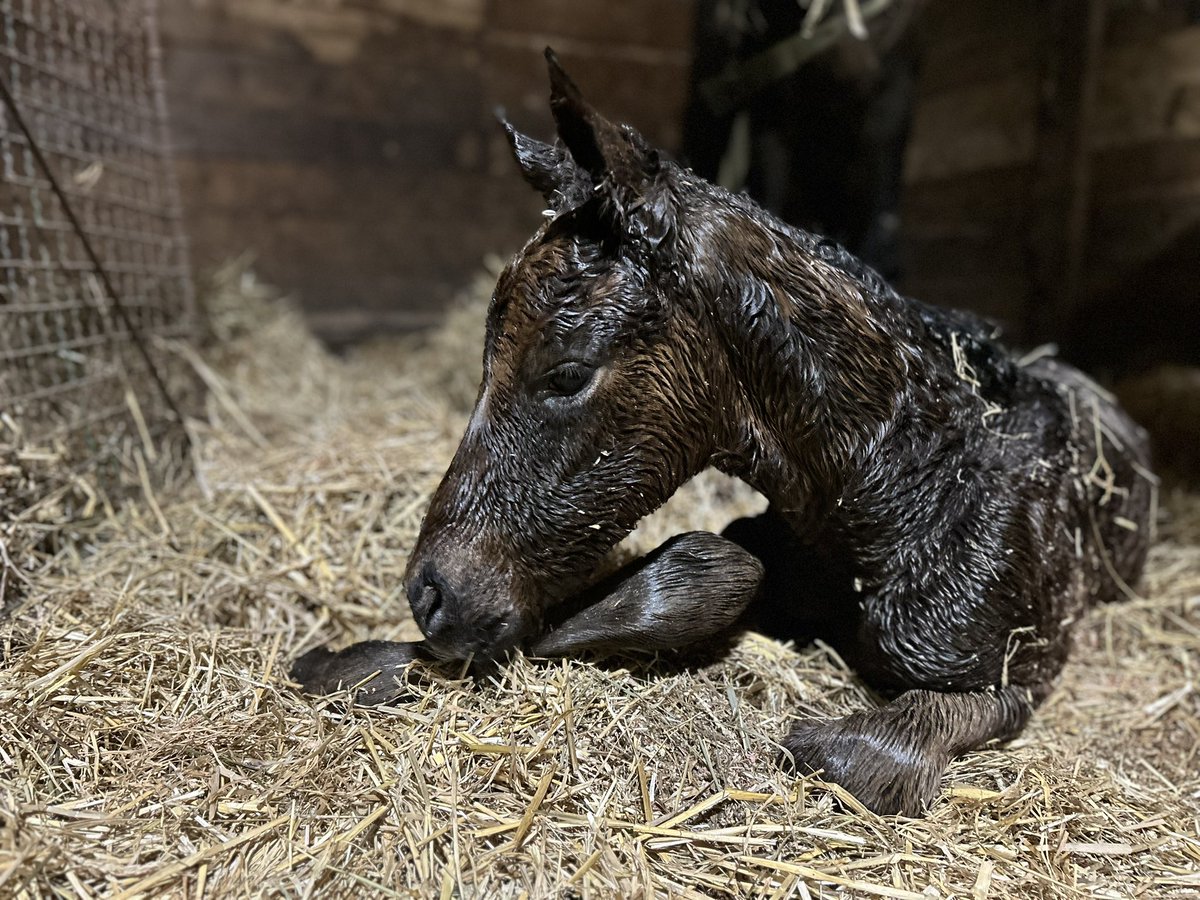 HumberRacing's tweet photo. Foaling season is in full swing! 🐎 Four healthy foals on the ground: 2 fillies, 2 colts. Three sired by Danish Dynaformer, one by Gufo. One more mare to foal out, will the colts or fillies win? 

#HumberRacing #OntarioRacing https://t.co/uuImCIWlyj