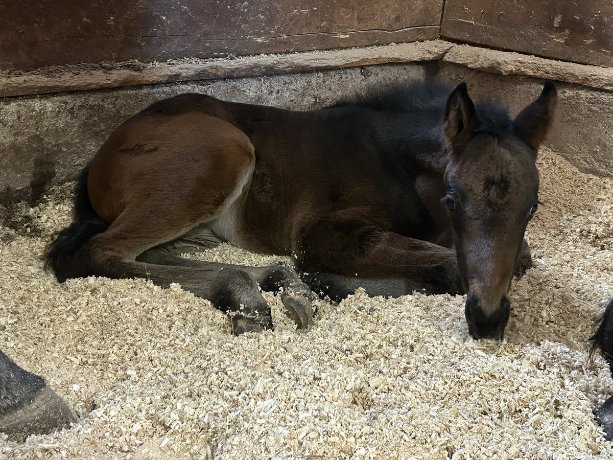 HumberRacing's tweet photo. Foaling season is in full swing! 🐎 Four healthy foals on the ground: 2 fillies, 2 colts. Three sired by Danish Dynaformer, one by Gufo. One more mare to foal out, will the colts or fillies win? 

#HumberRacing #OntarioRacing https://t.co/uuImCIWlyj
