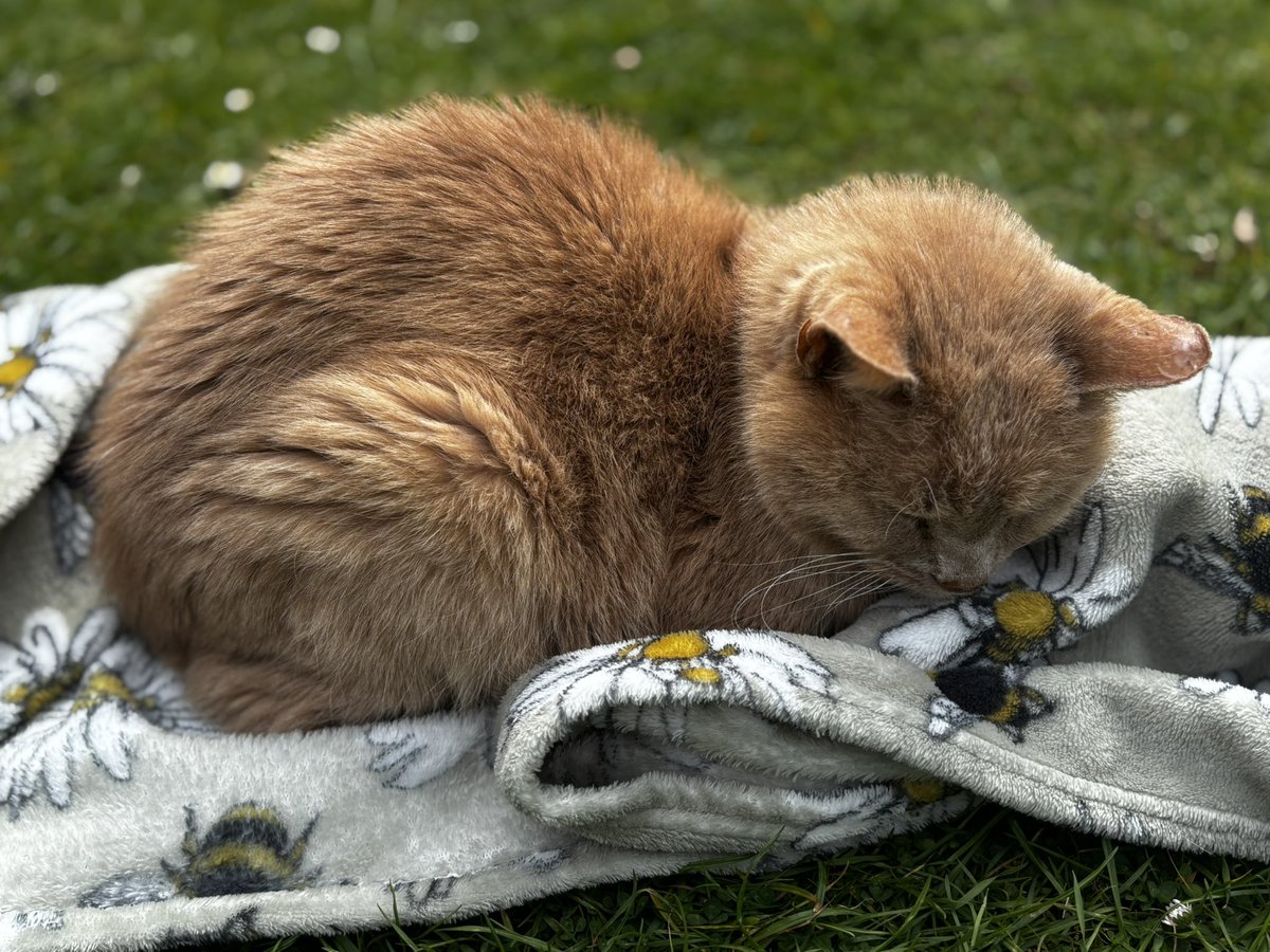 agameganon's tweet photo. It’s been a horrid few days in my house. We were utterly terrified we were going to lose Grubitsch, our best boy, but he is home after a traumatic overnight stay at the emergency vets. The bill was £1600, I hope to pay my mum back as much as I can. Boosting my shop link below. https://t.co/tNbW2Hl9Qi