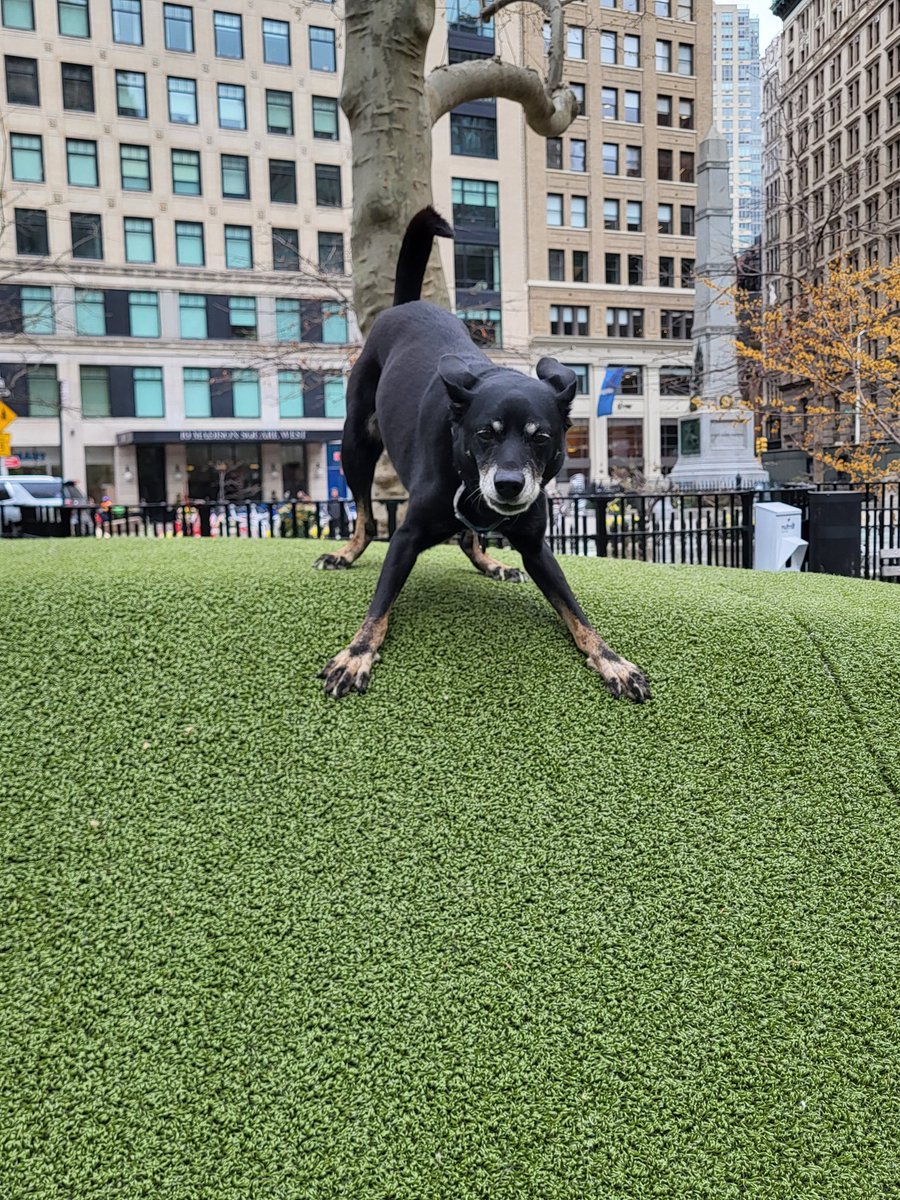 Hudson is a Dog tweet media