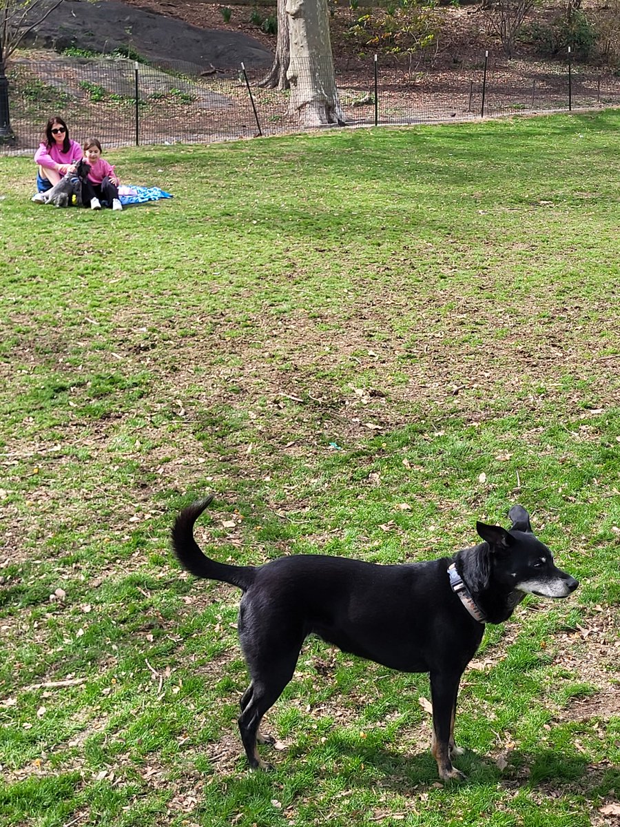 Hudson is a Dog tweet media