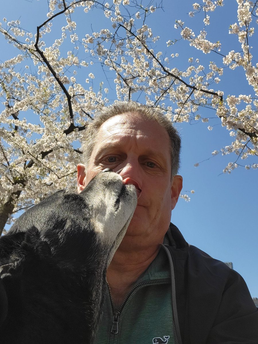 Hudson is a Dog tweet media