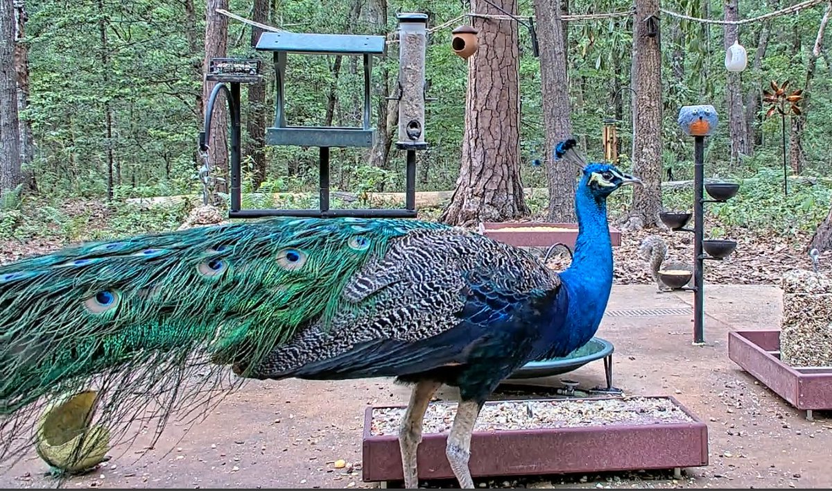 So, just another regular day around here. Well it is Earth Day. 🌎. So that's kinda cool. But otherwise, the usual stuff: squirrels, a mama raccoon, songbirds. But then, all of a sudden: PEACOCK!!!🦚