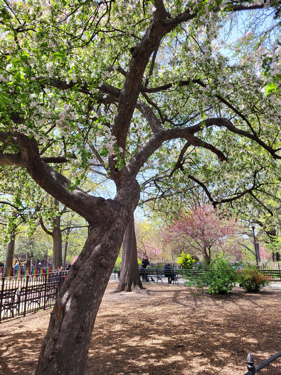 Hudson is a Dog tweet media