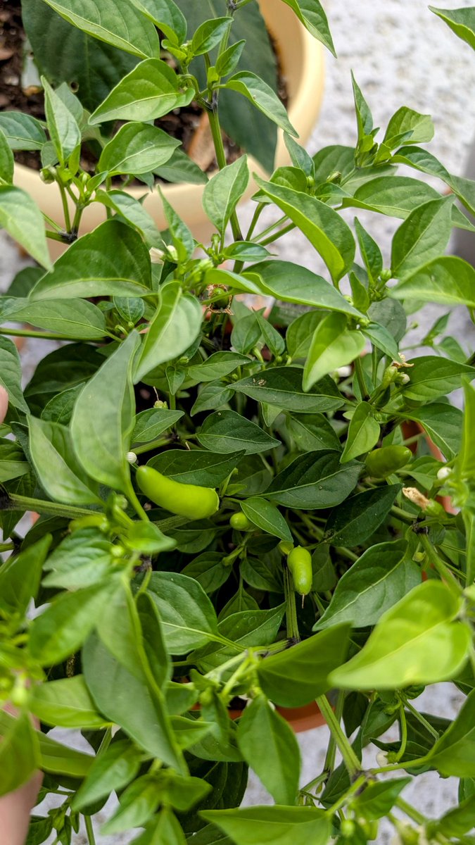 be good to the earth and she will reward you 🌿🌶️