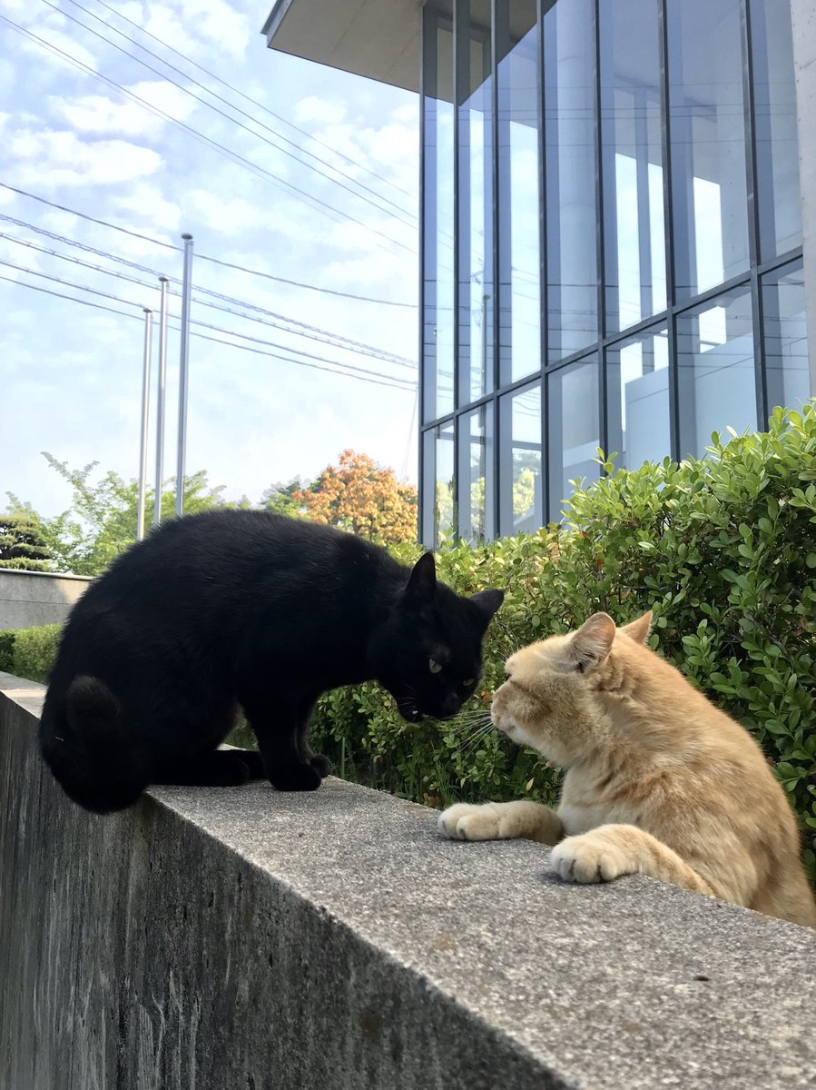 時をかける猫ニャ340 