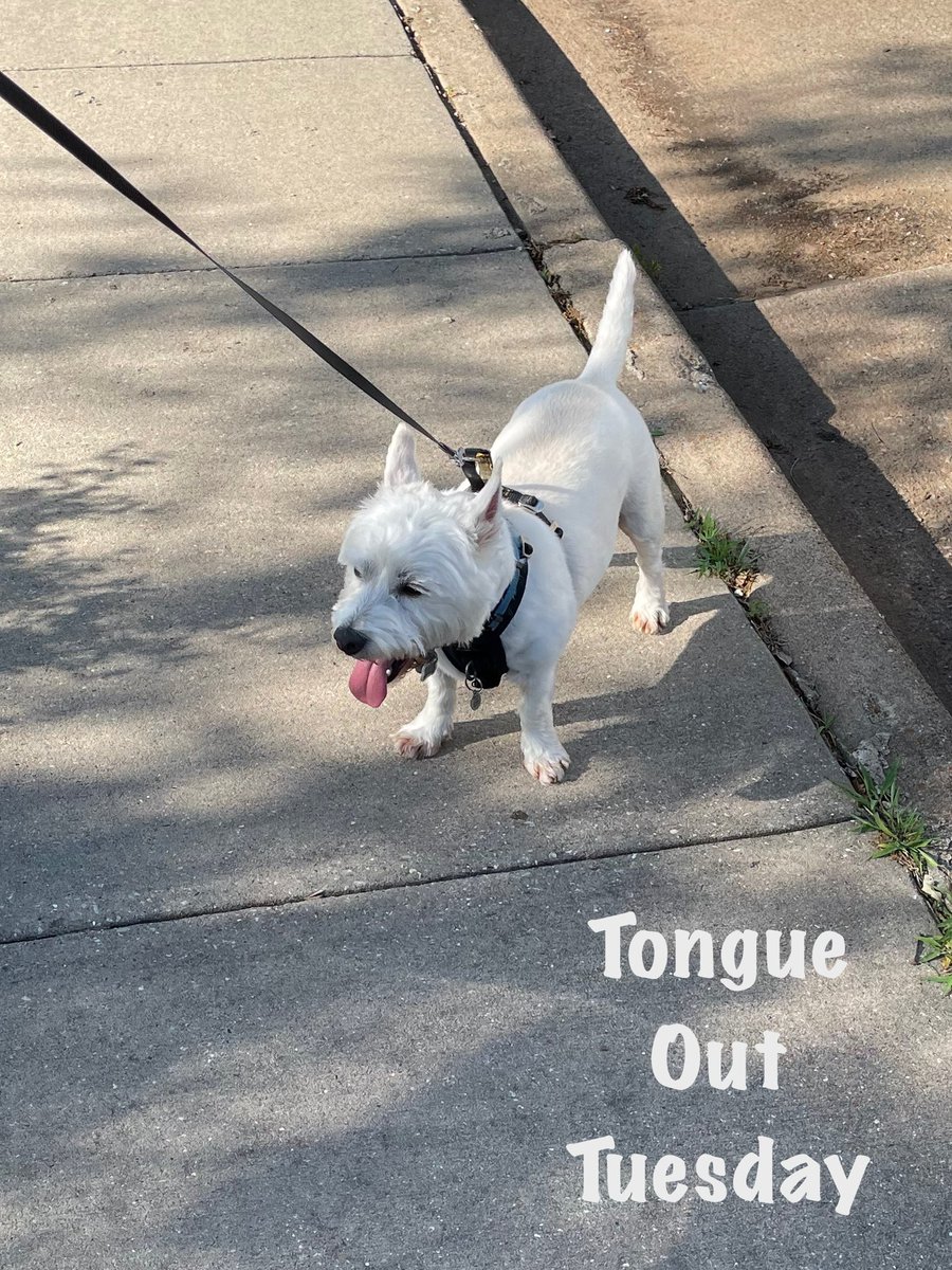 Hoodad making me walk the neighborhood so Muver can have some peace.
