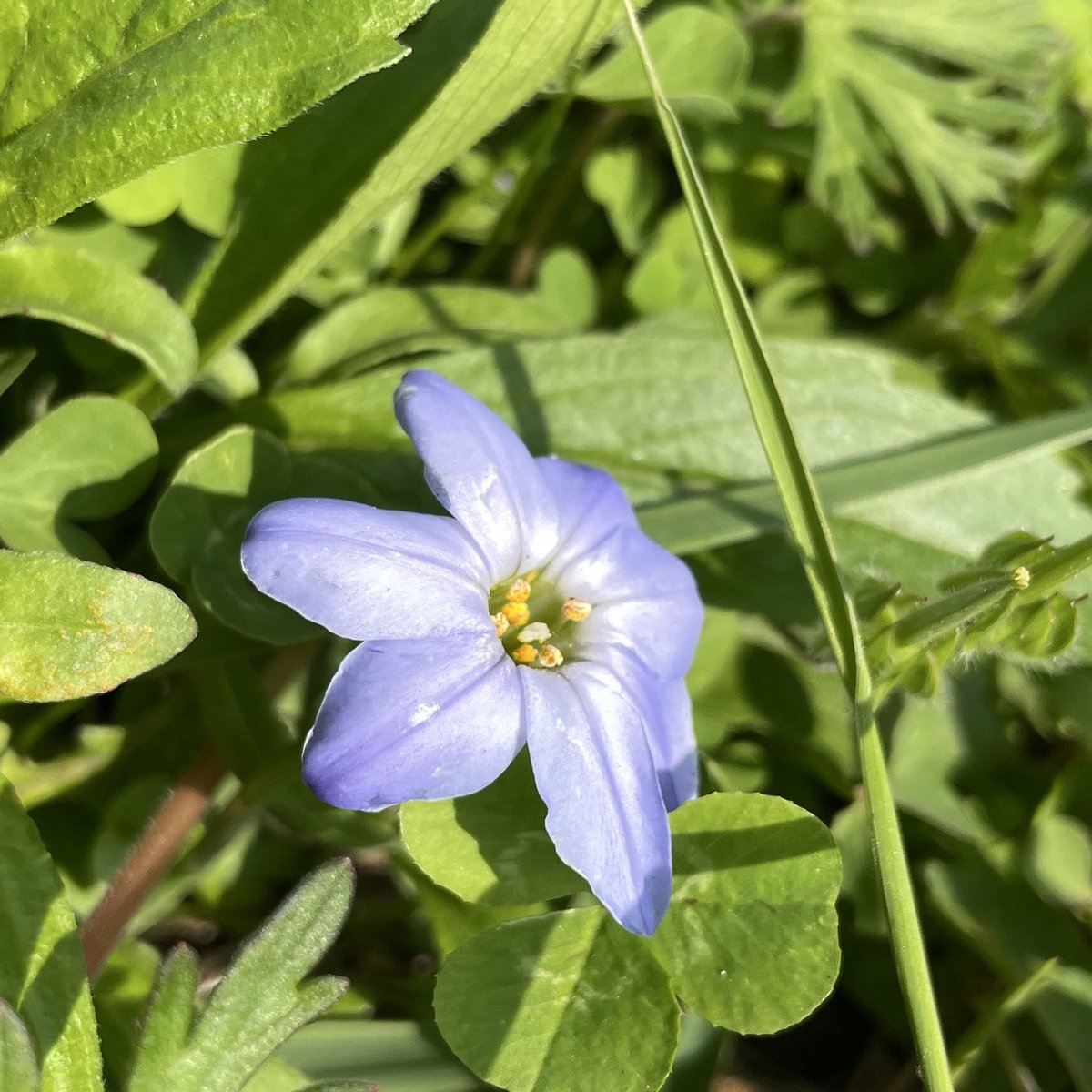 saltycat909's tweet photo. おはようございます。
良い一日を。 
#ハナニラ #花韮 #西洋甘菜 #springstarflower #キリトリセカイ #スマホ写真 #花散歩 #TLを花でいっぱいにしよう #花写真 #花好き #春フォト #過去pic #街角スナップ #水曜日 https://t.co/qZfizvfxnT