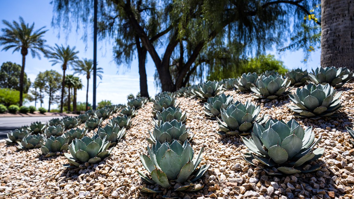 ASU Facilities (@asufacilities) on Twitter photo A pair of <a href="/ASU/">Arizona State University</a> landscaping projects are significantly impacting #sustainability in the Valley by saving millions of gallons of water. More <a href="/asunews/">ASU News</a>: news.asu.edu/20250418-envir… #EarthDay #EarthDay2025 #earthdayeveryday
<a href="/ZeroWasteASU/">Zero Waste at Arizona State University</a> <a href="/asu_usp/">ASU Sustainability Practices</a> <a href="/asuevpcfo/">ASU Business-Finance</a> <a href="/Tempegov/">City of Tempe, AZ</a> <a href="/CityofPhoenixAZ/">City of Phoenix, AZ</a> A pair of <a href="/ASU/">Arizona State University</a> landscaping projects are significantly impacting #sustainability in the Valley by saving millions of gallons of water. More <a href="/asunews/">ASU News</a>: news.asu.edu/20250418-envir… #EarthDay #EarthDay2025 #earthdayeveryday
<a href="/ZeroWasteASU/">Zero Waste at Arizona State University</a> <a href="/asu_usp/">ASU Sustainability Practices</a> <a href="/asuevpcfo/">ASU Business-Finance</a> <a href="/Tempegov/">City of Tempe, AZ</a> <a href="/CityofPhoenixAZ/">City of Phoenix, AZ</a>